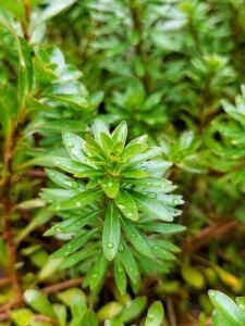 Ludwigia meta ADET
