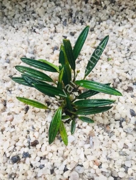Aridarum mini leaf ADET