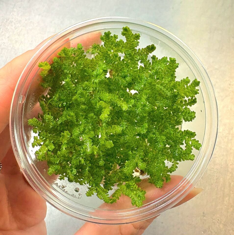 Selaginella sp. IN VITRO