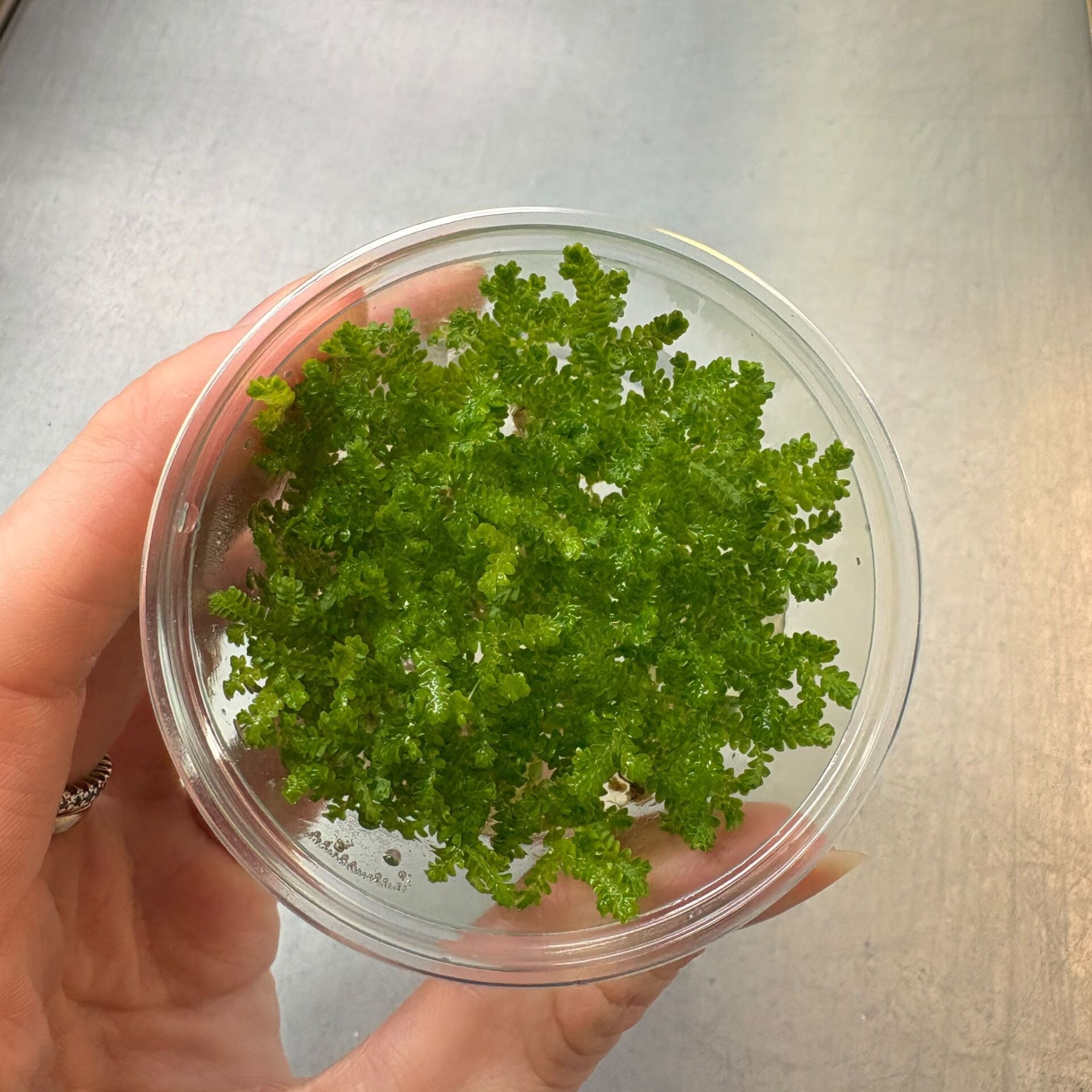 Selaginella sp. IN VITRO