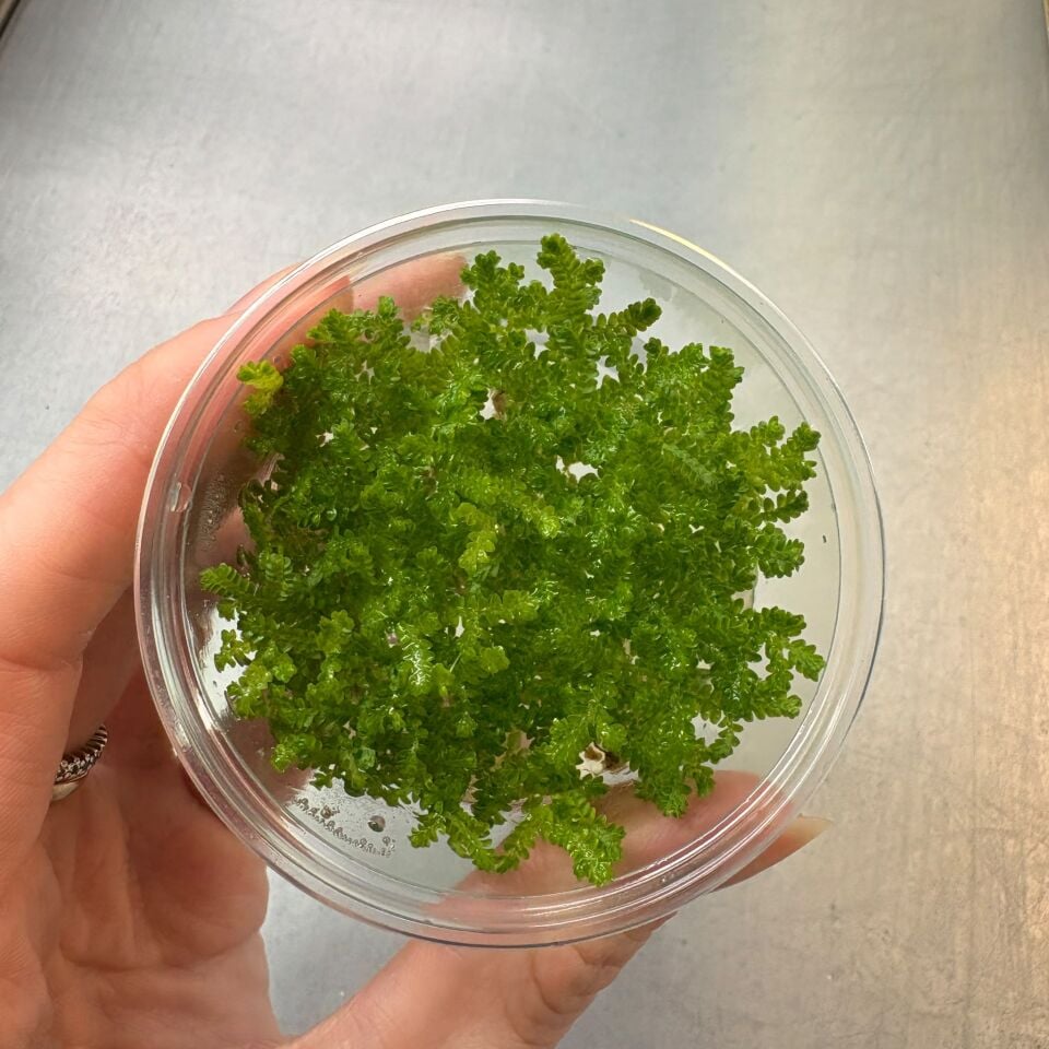 Selaginella sp. IN VITRO