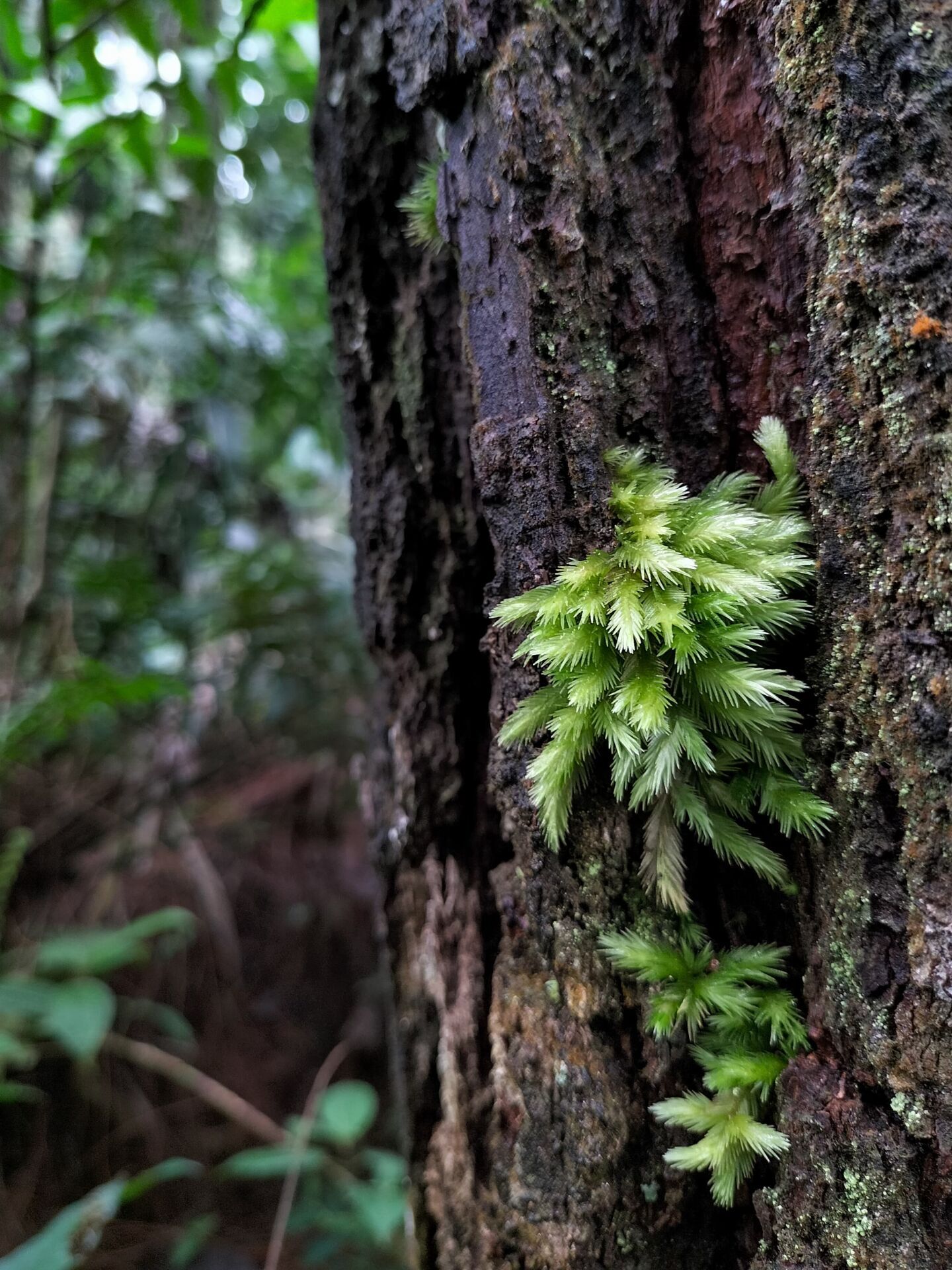 Sphagnum / Pine Moss 100gr