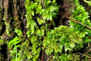 Sphagnum / Pine Moss 100gr