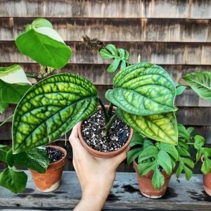 Monstera Karstenianum ÖN SİPARİŞ