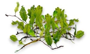 Bolbitis sp. buae fern 5 gram