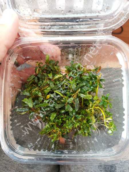 Bucephalandra angel tears 10x10cm PORSİYON ÖN SİPARİŞ