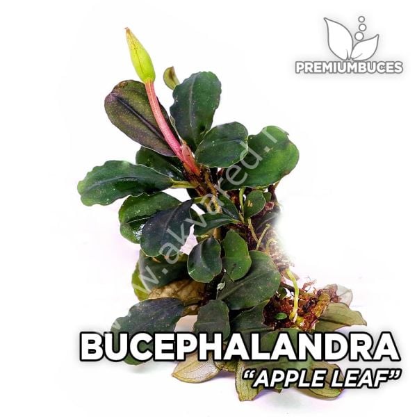 Bucephalandra apple leaf 10x10cm PORSİYON ÖN SİPARİŞ