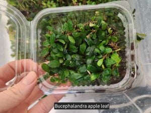 Bucephalandra apple leaf 10x10cm PORSİYON ÖN SİPARİŞ