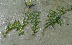 Potamogeton perfoliatus BUKET