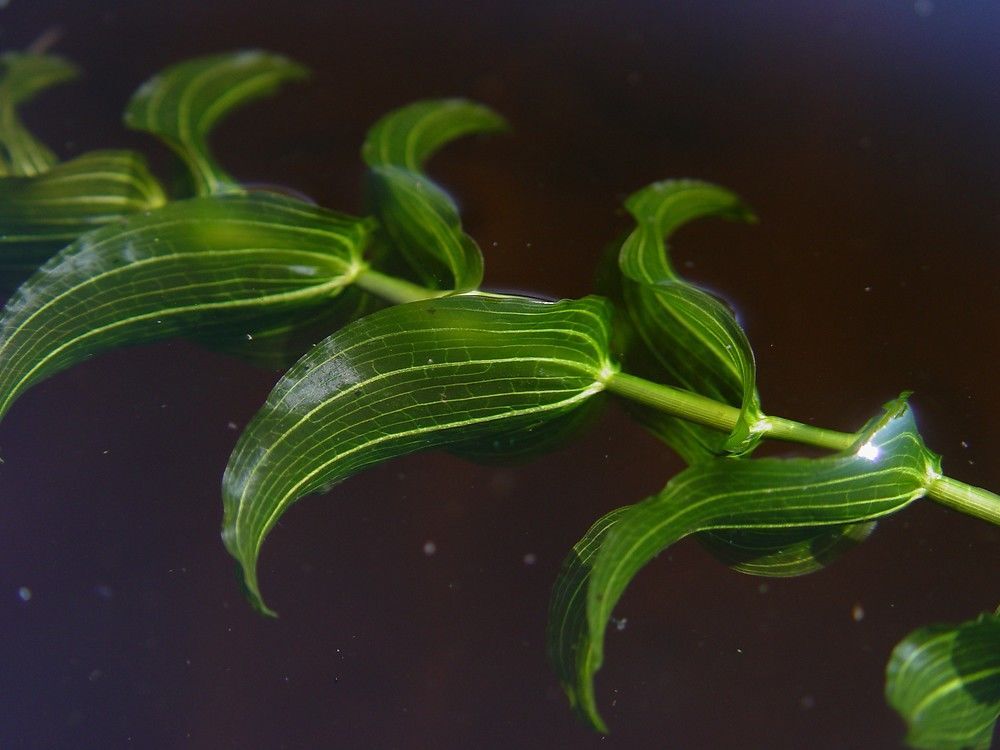 Potamogeton perfoliatus BUKET