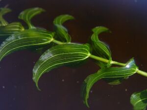 Potamogeton perfoliatus BUKET 