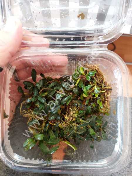 Bucephalandra arrow head 10x10cm PORSIYON ÖN SİPARİŞ