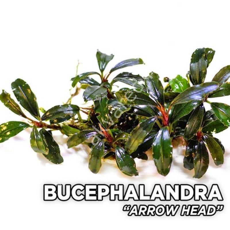 Bucephalandra arrow head 10x10cm PORSIYON ÖN SİPARİŞ