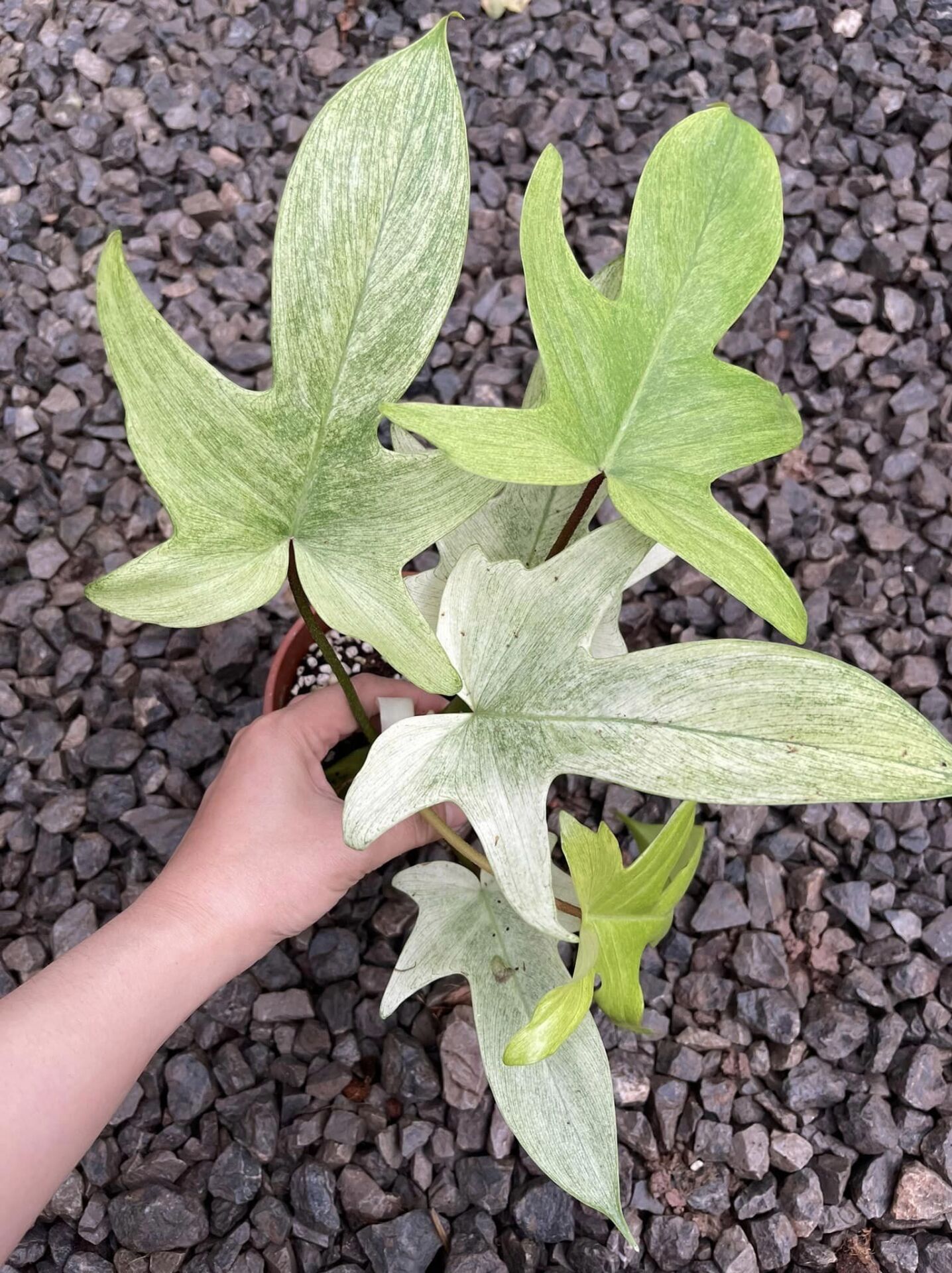 Philodendron Florida Ghost Mint ÖN SİPARİŞ