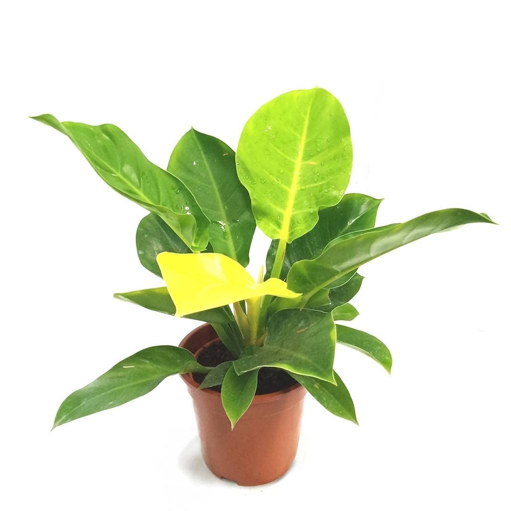 Philodendron Moonlight