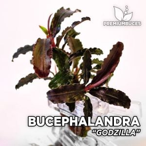 Bucephalandra godzilla 10X10CM 