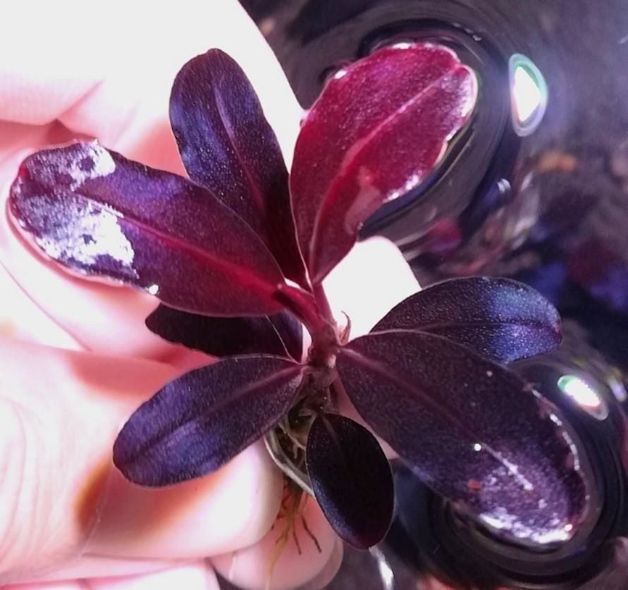 Bucephalandra brownie neo 10x10cm PORSİYON