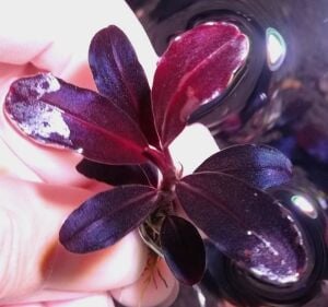 Bucephalandra brownie neo 10x10cm PORSİYON