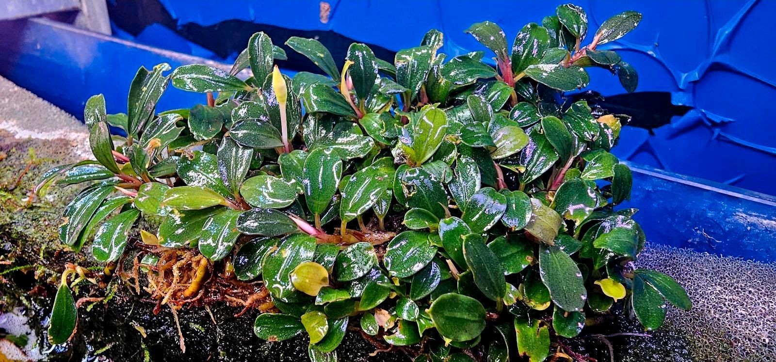 Bucephalandra mini ambalau 10x10cm PORSİYON ÖN SİPARİŞ