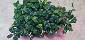Bucephalandra mini ambalau 10x10cm PORSİYON ÖN SİPARİŞ