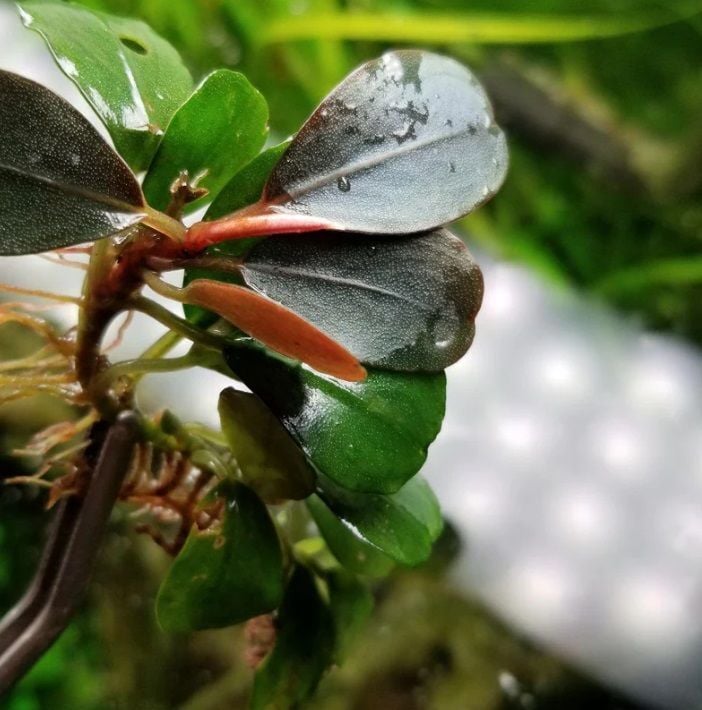 Bucephalandra red melon 10x10cm PORSİYON