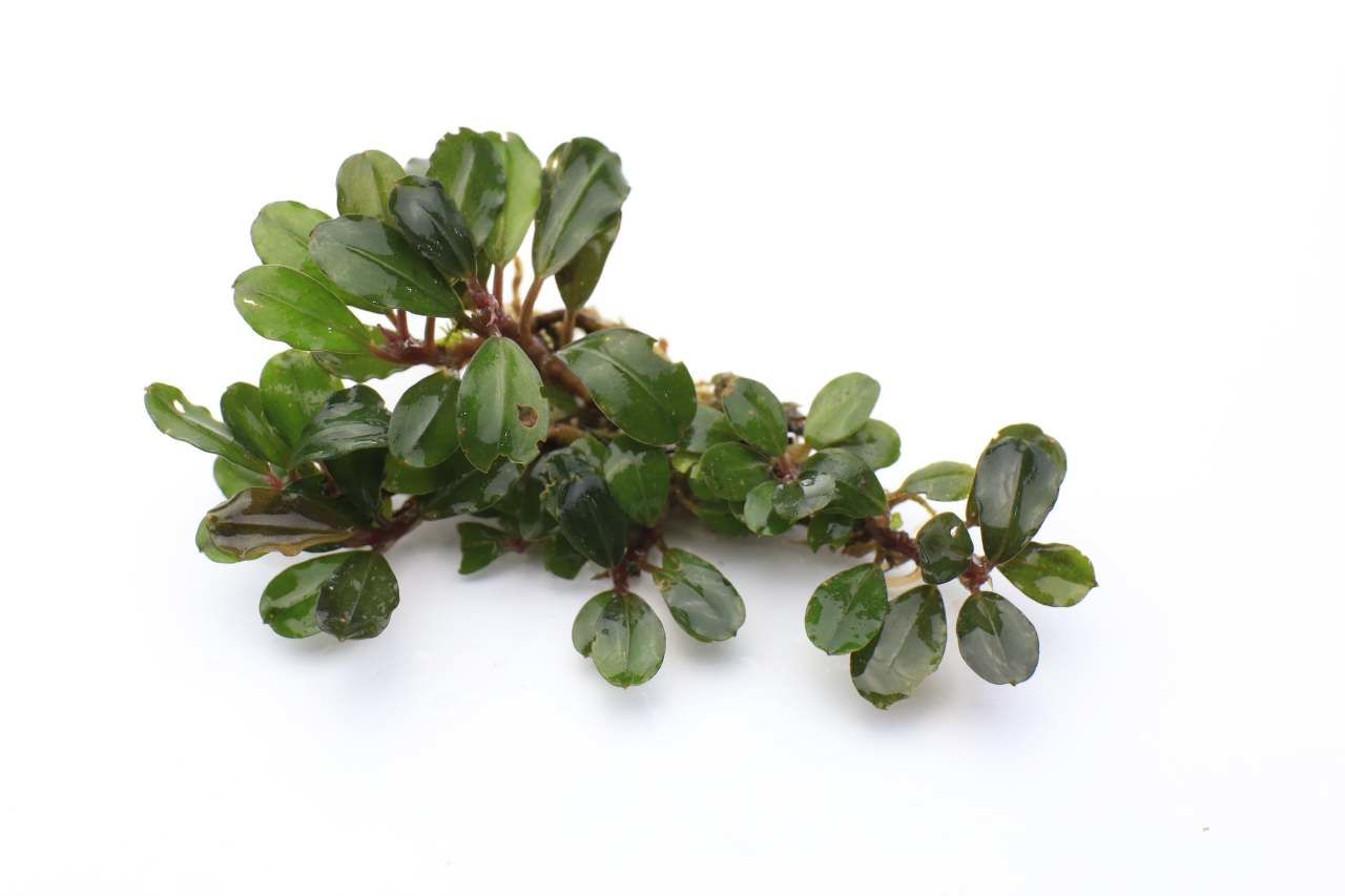 Bucephalandra peacock 10X10CM PORSİYON