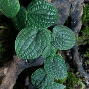 Piper Clypeatum