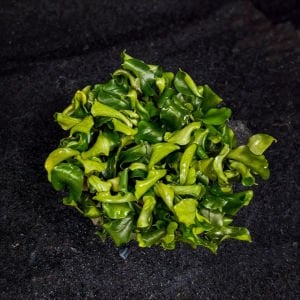 Bucephalandra wavy green ADET İTHAL