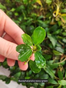Bucephalandra wavy green ADET İTHAL