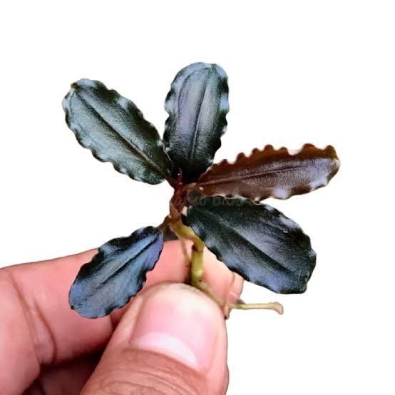 Bucephalandra black cobra ADET