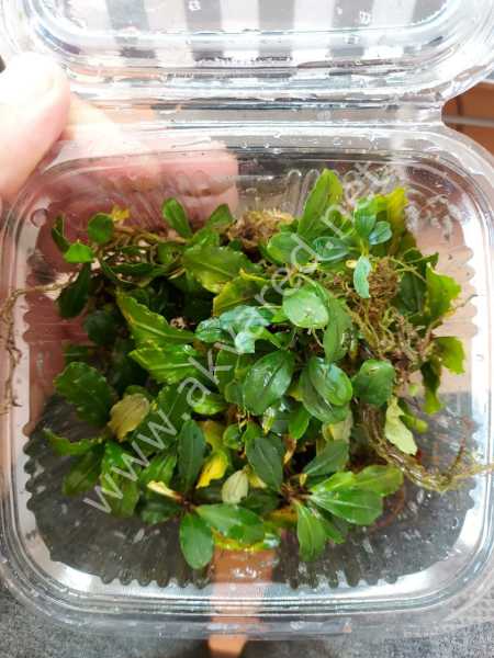Bucephalandra lamandau round 10x10cm PORSIYON ÖN SİPARİŞ