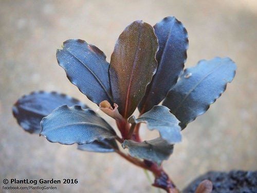 Bucephalandra brownie midnight blue ADET
