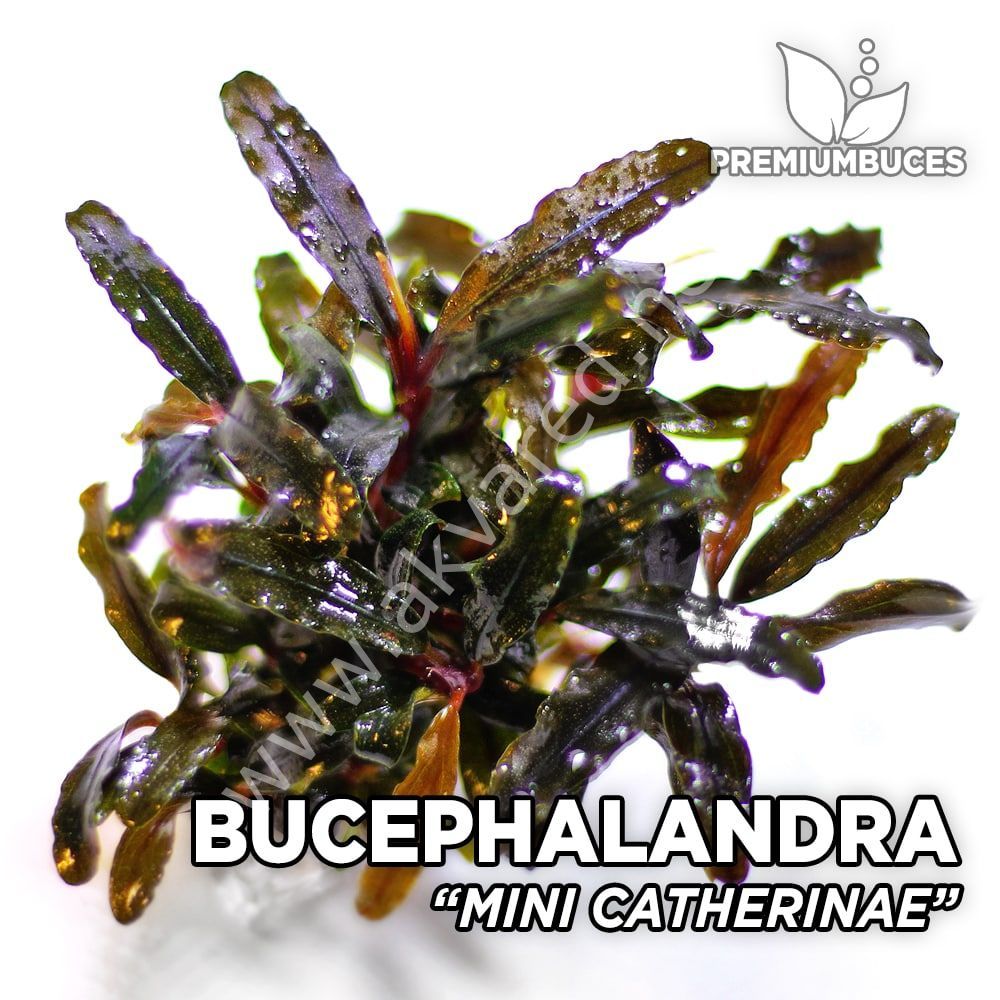 Bucephalandra mini Catherine 10X10CM