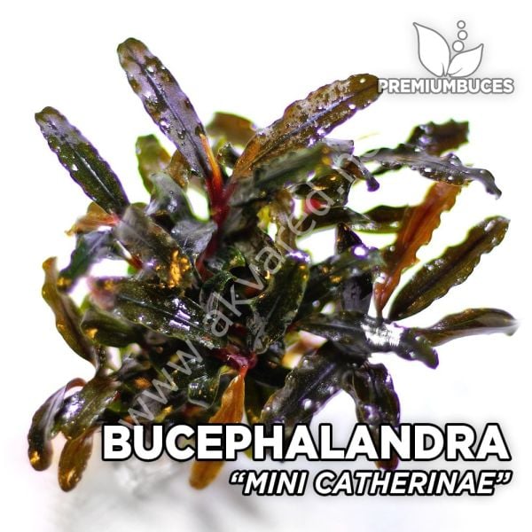 Bucephalandra mini Catherine 10X10CM 