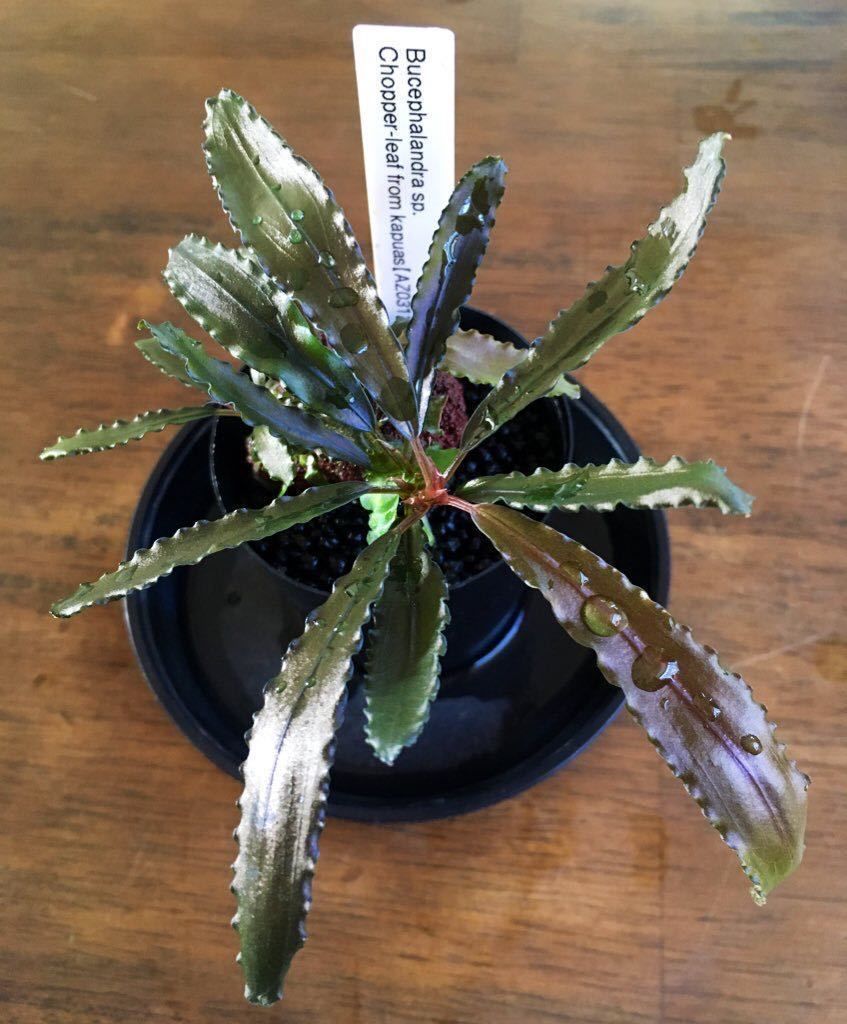 Bucephalandra chopper ADET