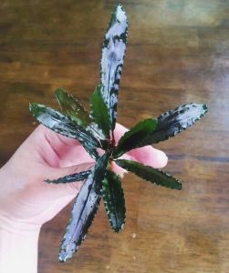 Bucephalandra chopper ADET