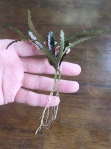 Bucephalandra chopper ADET