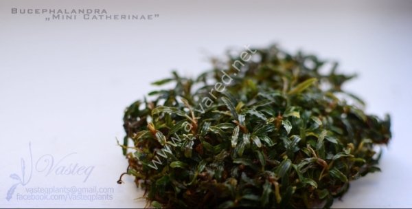 Bucephalandra mini Catherine 10X10CM