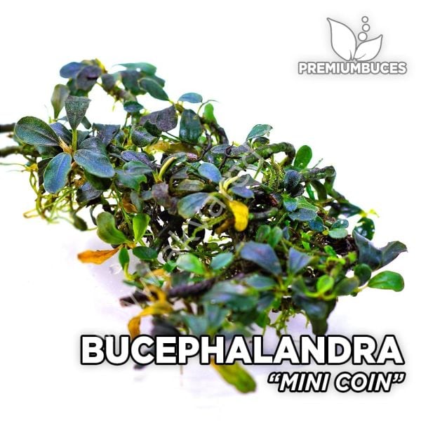 Bucephalandra mini coin 10x10m PORSİYON