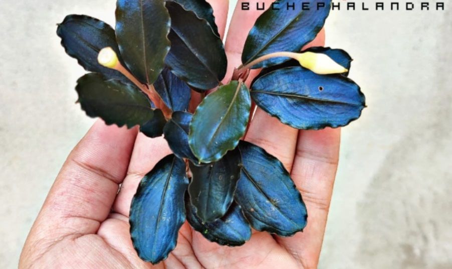Bucephalandra elegan blue ADET