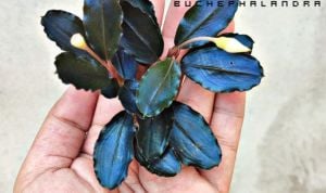 Bucephalandra elegan blue ADET