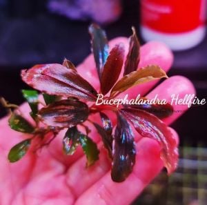 Bucephalandra hellfire ADET