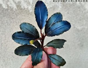 Bucephalandra hellfire ADET