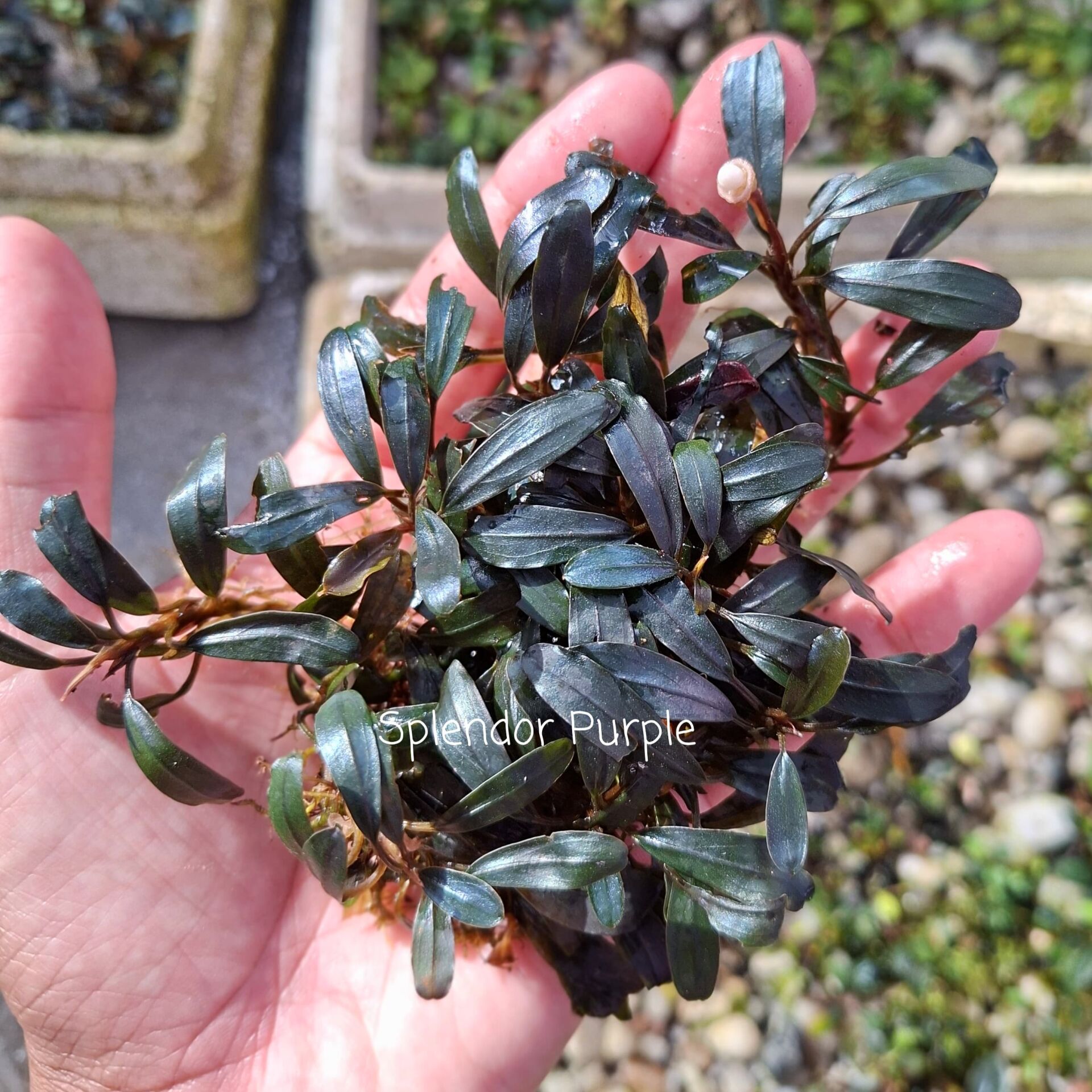 Akvared - Bucephalandra splendor purple 10X10cm Kutu