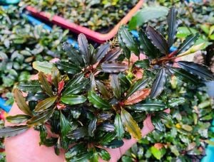 Bucephalandra blue bell 10X10CM 