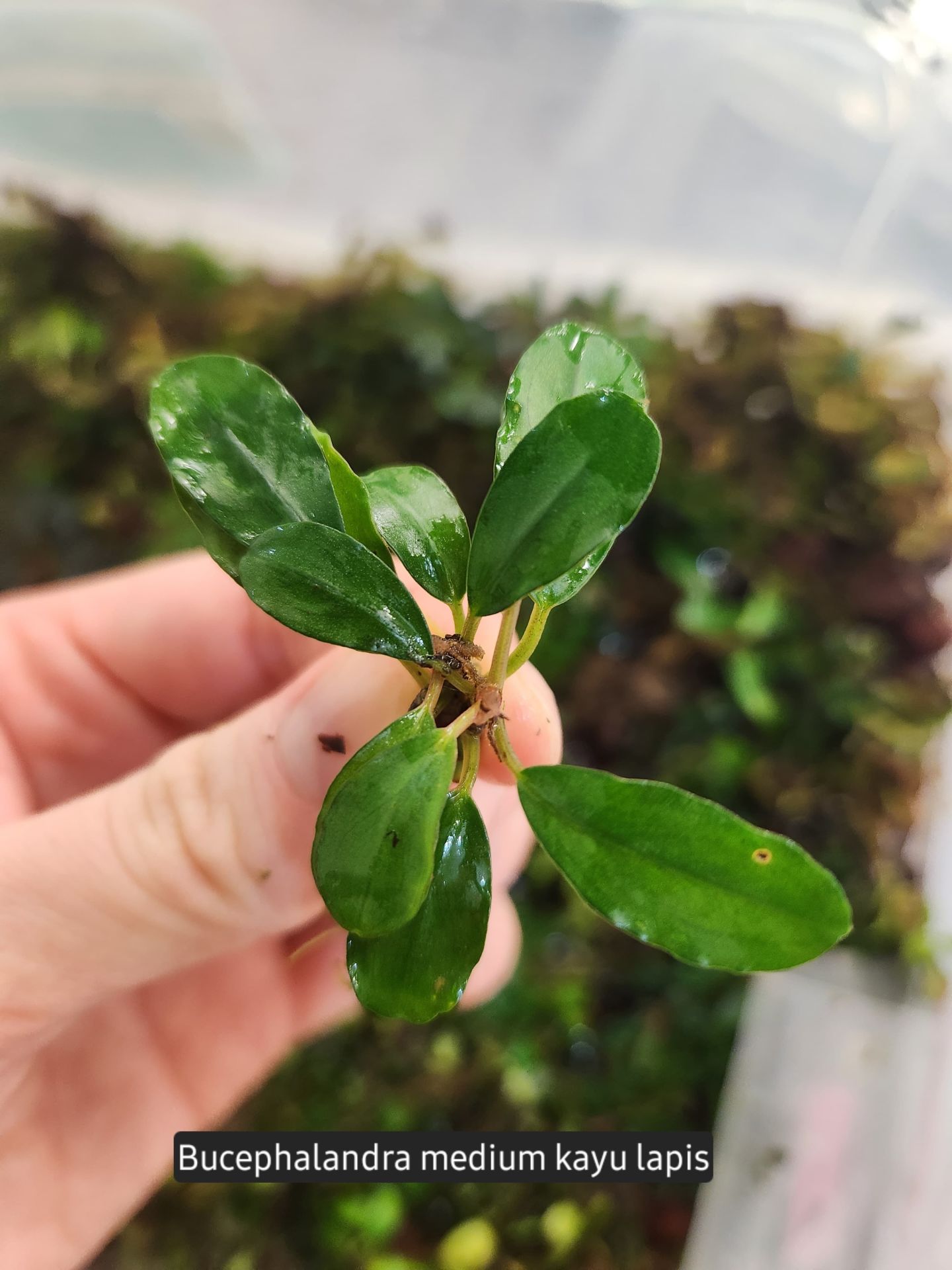 Bucephalandra kayu lapis ADET