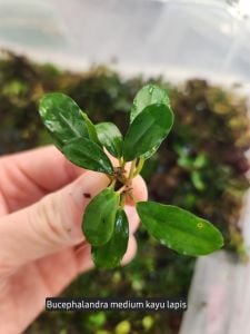 Bucephalandra kayu lapis ADET