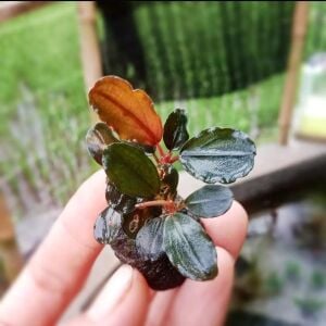 Bucephalandra black Rubby 10X10CM 