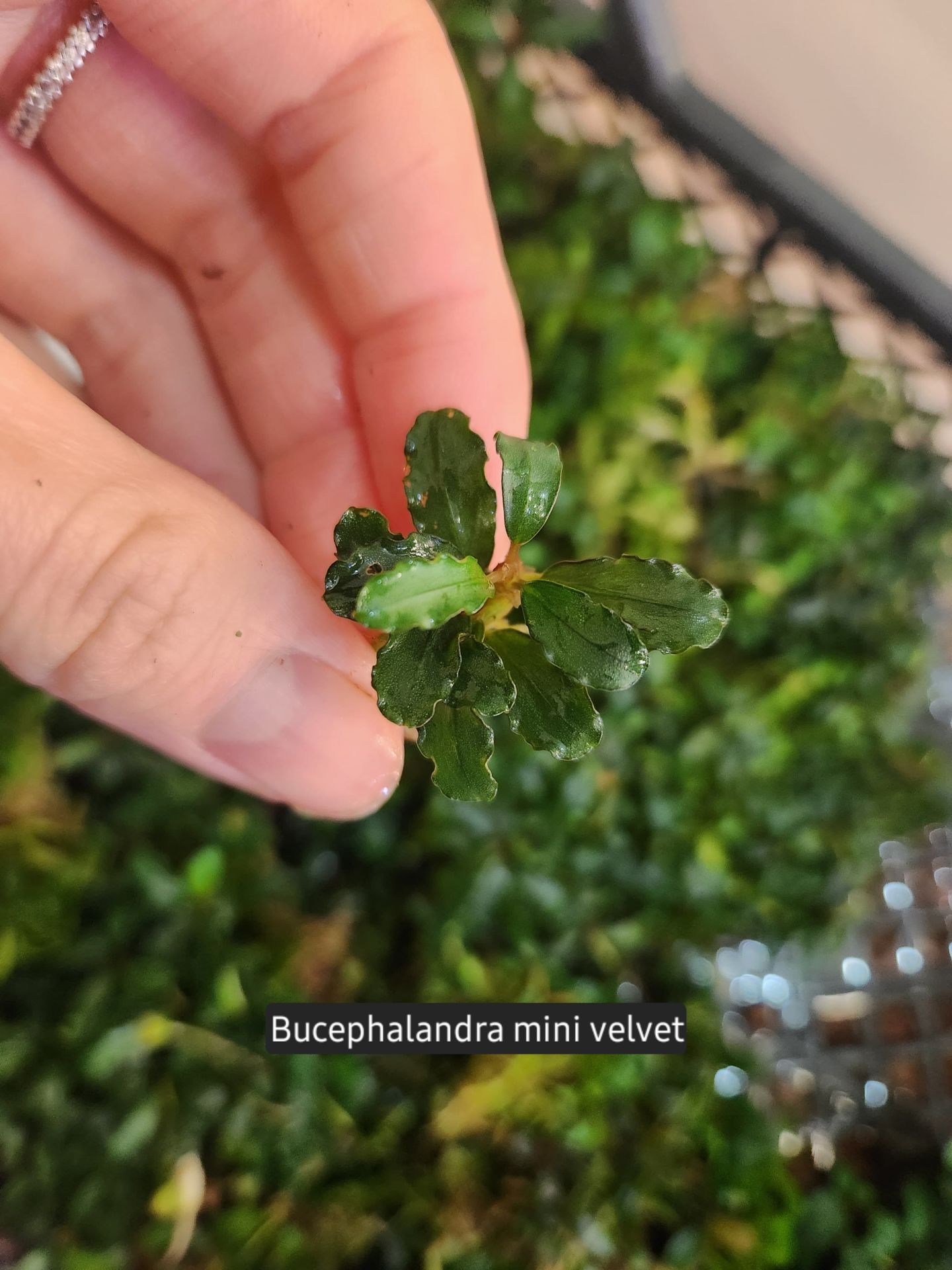 Bucephalandra mini velvet ADET
