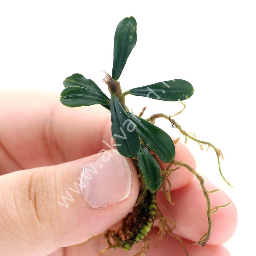 Bucephalandra tomahawk 10x10cm Kutu - ÖN SİPARİŞ